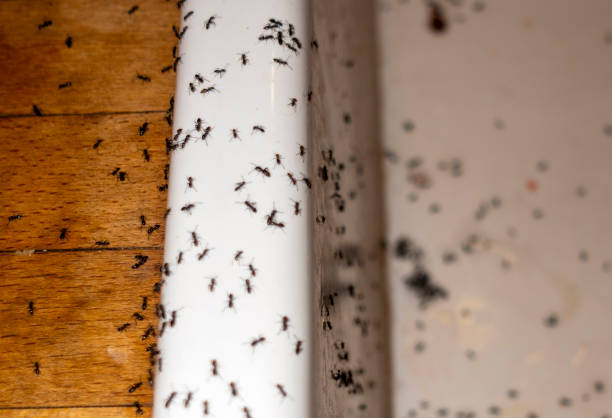Best Local Pest Control Services  in North Caldwell, NJ